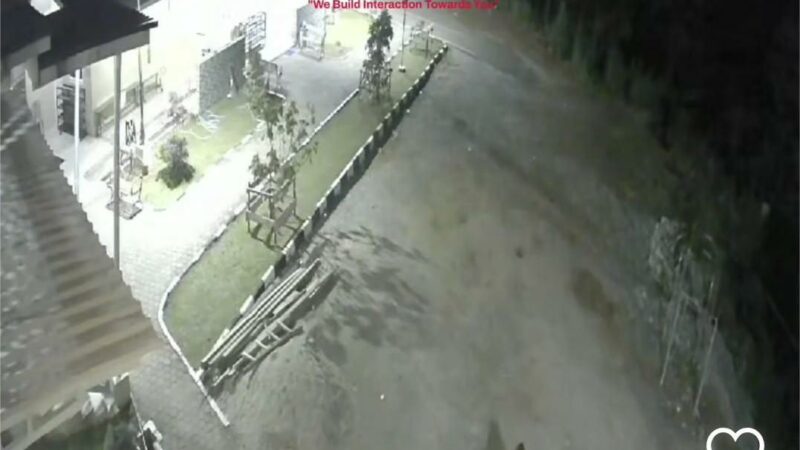 Harimau Sumatra Sambangi Halaman Masjid Alisma Alius Lubuk Selasih Solok