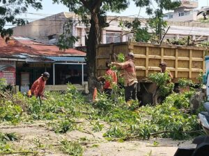 Sekitar 24 ribu pohon pelindung tersebar di sepanjang jalan utama di Kota Padang. Sekitar tujuh persen dari pohon pelindung