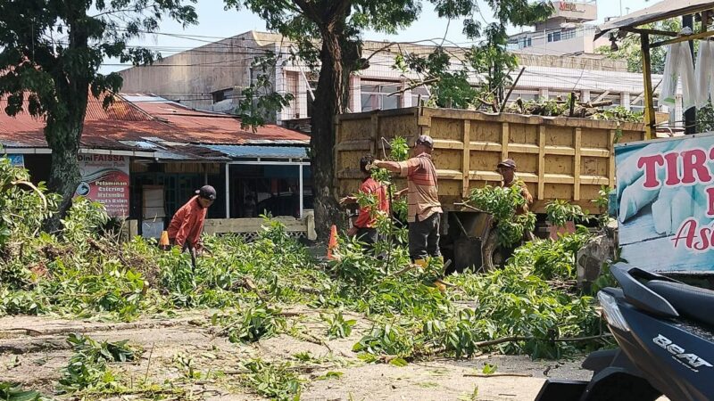 Sekitar 24 ribu pohon pelindung tersebar di sepanjang jalan utama di Kota Padang. Sekitar tujuh persen dari pohon pelindung