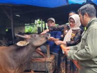 Dinas Pertanian Kota Padang menurunkan tim kesehatan hewan (Keswan) untuk mengecek kesehatan hewan kurban di daerah tersebut.