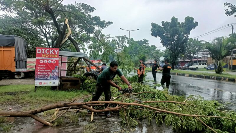BPBD Kota Padang mencatat adanya 12 titik pohon tumbang akibat hujan deras disertai dengan angin kencang terjadi pada Jumat (21/6/2024) sore.