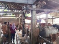 Dinas Pertanian, Pangan dan Perikanan (PP) Kota Pariaman melakukan pemeriksaan kesehatan hewan kurban di daerah tersebut jelang Idul