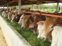 Kepala Dinas Pertanian Pesisisr Selatan, Madrianto mengatakan, bahwa pihaknya saat ini menurunkan sebanyak 21 petugas kesehatan hewan