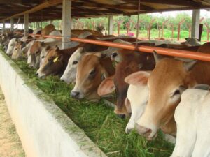 Kepala Dinas Pertanian Pesisisr Selatan, Madrianto mengatakan, bahwa pihaknya saat ini menurunkan sebanyak 21 petugas kesehatan hewan