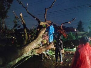 Tujuh Pohon Tumbang di Padang