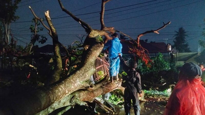 Tujuh Pohon Tumbang di Padang