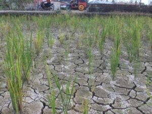 Musim Panas, 4.200 Ha Lahan Pertanian di Padang Terancam Kekeringan