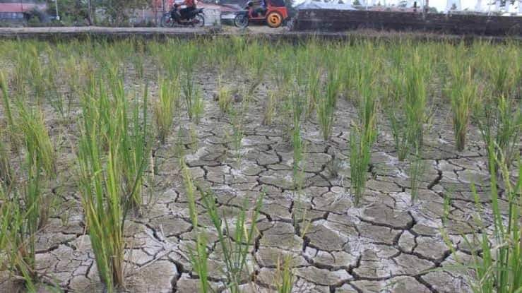 Musim Panas, 4.200 Ha Lahan Pertanian di Padang Terancam Kekeringan