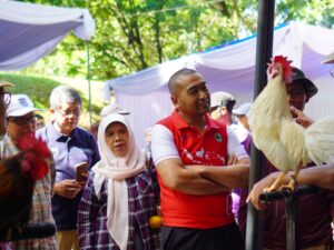 Lomba Ayam Kokok Balenggek di Faterna UNAND