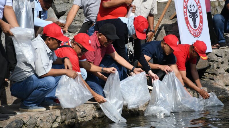 Semen Padang Restocking 3.000 Bibit Ikan Bilih di Danau Singkarak