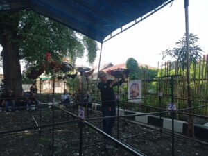 Lomba ayam kukuak balenggek yang dilaksanakan di samping gedung Youth Centre Padang diikuti oleh ratusan peserta.