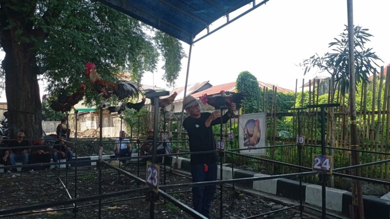 Lomba ayam kukuak balenggek yang dilaksanakan di samping gedung Youth Centre Padang diikuti oleh ratusan peserta.