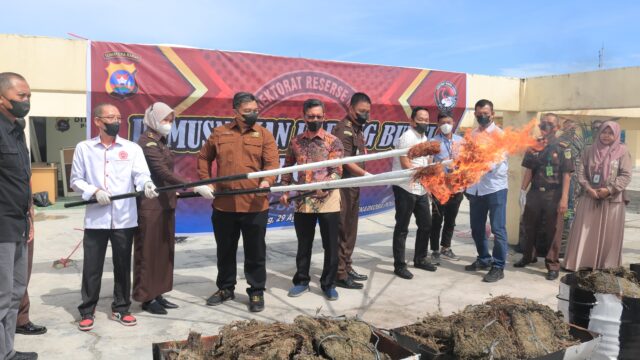 Ditresnarkoba Polda Sumbar melakukan pemusnahan barang bukti narkotika jenis ganja hasil pengungkapan kasus selama satu minggu terakhir
