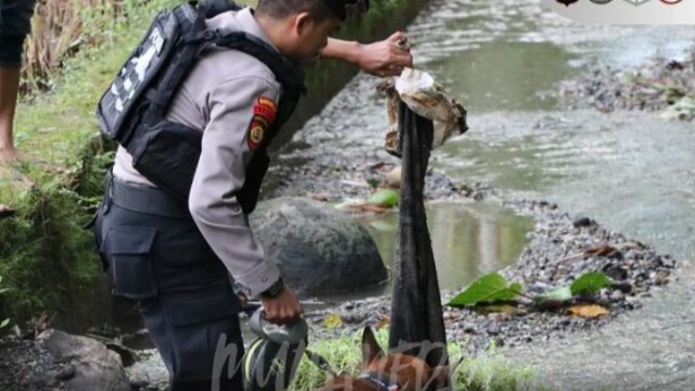 Tim Unit Satwa Polda Sumbar melakukan pelacakan di Jorong Pasa Surau, Nagari Guguak, Kecamatan 2x11 Kayu Tanam, Kabupaten Padang Pariaman