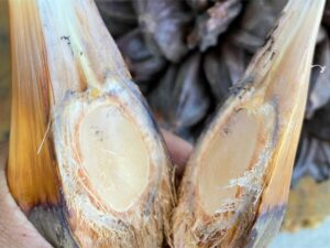 Mengenal Potensi dan Manfaat Buah Nipah yang Mirip dengan Kolang Kaling