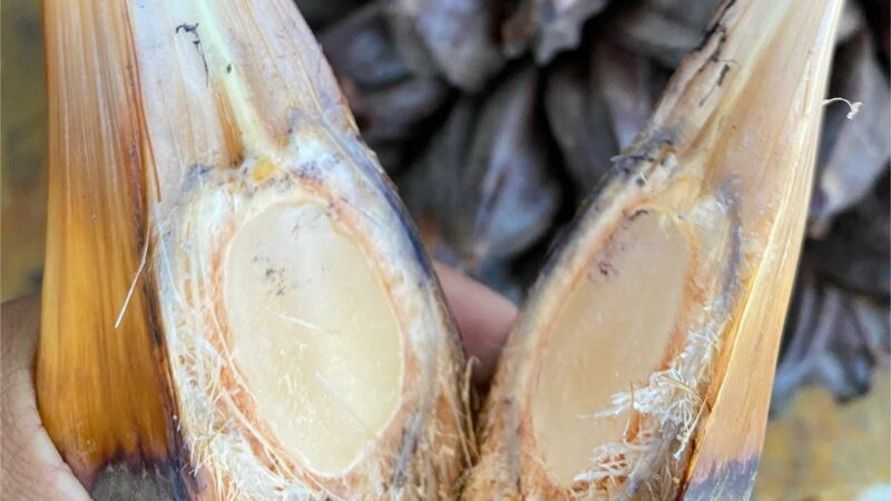 Mengenal Potensi dan Manfaat Buah Nipah yang Mirip dengan Kolang Kaling