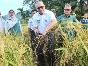 Panen Padi Demplot Bersawah Pokok Murah, Pj Wako: Upaya Tingkatkan Produksi Padi di Padang