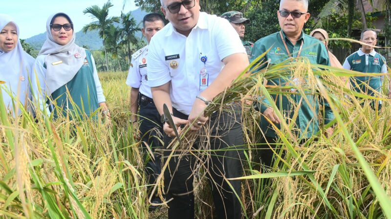 Panen Padi Demplot Bersawah Pokok Murah, Pj Wako: Upaya Tingkatkan Produksi Padi di Padang