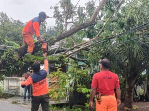 Sebuah pohon trambesi tumbang di Jalan Anak Air, Kelurahan Batipuh Panjang, Kecamatan Koto Tangah, Kota Padang, pada Sabtu (12/10/2024)
