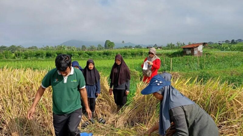 Petani di Padang Panjang Kini Dapat Perlindungan Asuransi dari Risiko Gagal Panen