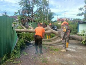 Hujan deras disertai angin kencang yang melanda Kota Padang pada Senin (15/10/2024) dini hari, menyebabkan dua insiden pohon tumbang di dua