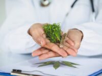 BNNP Sumbar Gagalkan Penyelundupan Setengah Ton Ganja di Kabupaten Pasaman 