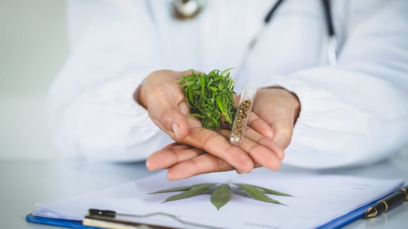 BNNP Sumbar Gagalkan Penyelundupan Setengah Ton Ganja di Kabupaten Pasaman 