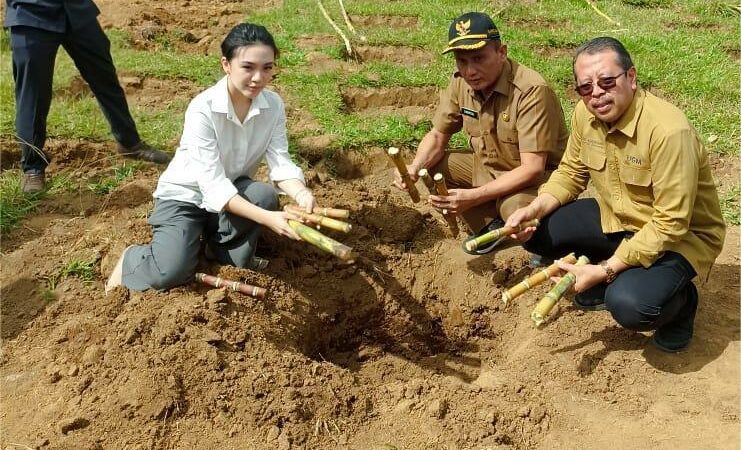 Pabrik Gula Tebu Bakal Didirikan di Matur