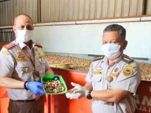 Pinang Sumbar Makin Diminati, India Jadi Pasar Utama