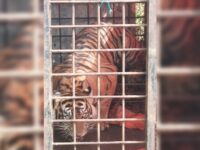 Seekor harimau sumatra (Panthera tigris sumatrae) berhasil terperangkap dalam kandang jebak yang dipasang oleh Tim BKSDA Sumbar d