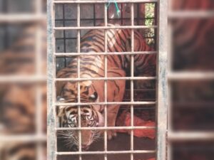 Seekor harimau sumatra (Panthera tigris sumatrae) berhasil terperangkap dalam kandang jebak yang dipasang oleh Tim BKSDA Sumbar d