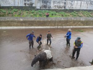 Terjebak di Kolam, BKSDA Sumbar Evakuasi Tapir Langka di Pasbar