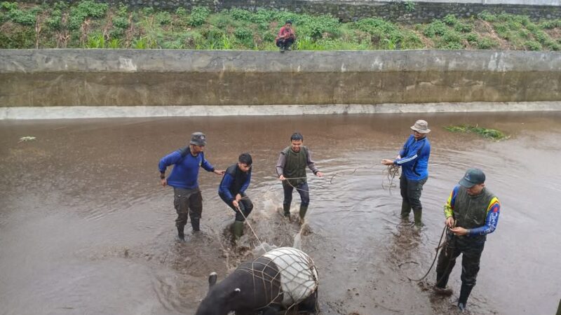 Terjebak di Kolam, BKSDA Sumbar Evakuasi Tapir Langka di Pasbar
