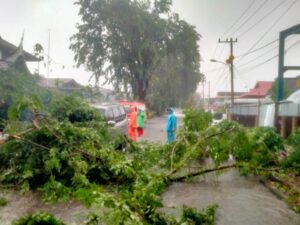 Hujan disertai angin lebat yang melanda Kota Padang sejak Senin (23/12/2024) pagi hingga sore, menyebabkan pohon tumbang di tujuh titik