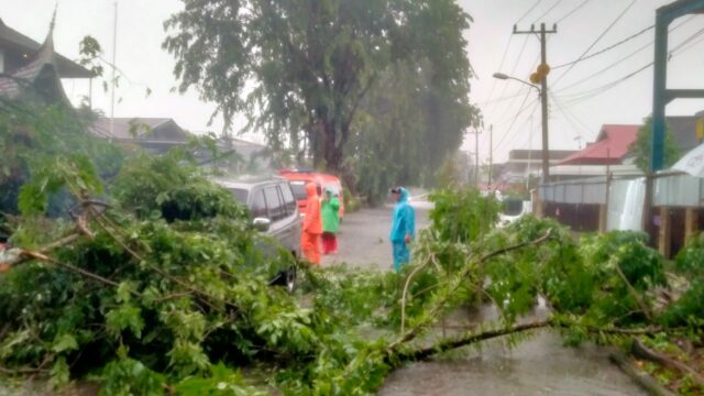 Hujan disertai angin lebat yang melanda Kota Padang sejak Senin (23/12/2024) pagi hingga sore, menyebabkan pohon tumbang di tujuh titik