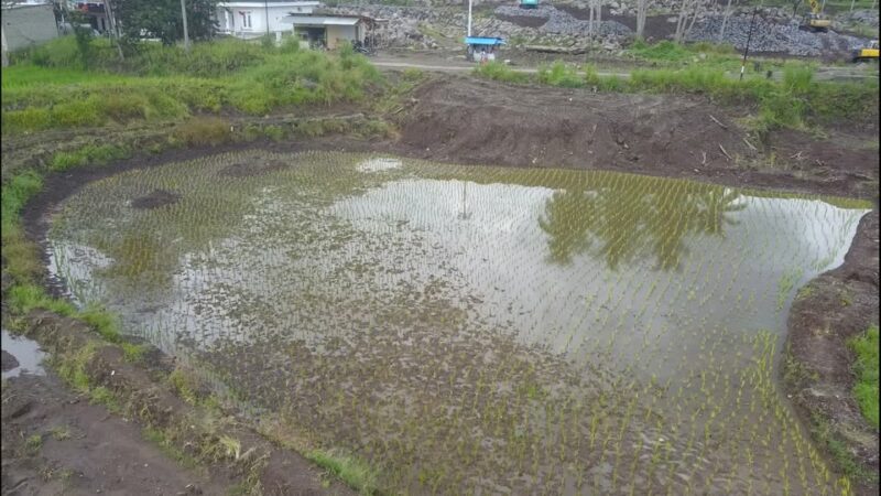 Seluas 8,3 hektare (Ha) lahan pertanian pasca optimasi lahan di Kecamatan Rambatan, Kabupaten Tanah Datar, sudah mulai ditanami warga.