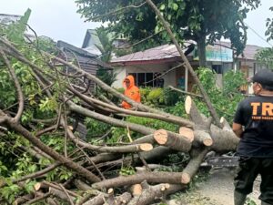 Hujan deras disertai angin kencang kembali melanda Kota Padang pada Selasa (24/12/2024). Akibatnya pohon tumbang terjadi di Jalan M Yunus,