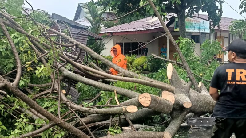 Hujan deras disertai angin kencang kembali melanda Kota Padang pada Selasa (24/12/2024). Akibatnya pohon tumbang terjadi di Jalan M Yunus,