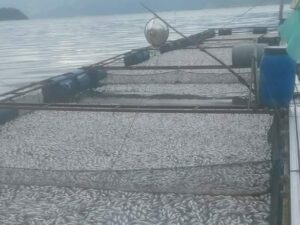 Sebanyak 75 ton ikan-ikan yang dibudidaya oleh petani keramba jaring apung (KJA) di Danau Maninjau, Agam, mati. Jumlah ikan yang mati