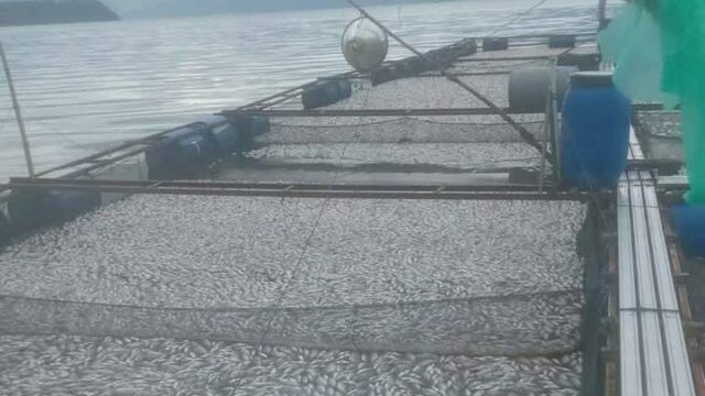 Sebanyak 75 ton ikan-ikan yang dibudidaya oleh petani keramba jaring apung (KJA) di Danau Maninjau, Agam, mati. Jumlah ikan yang mati