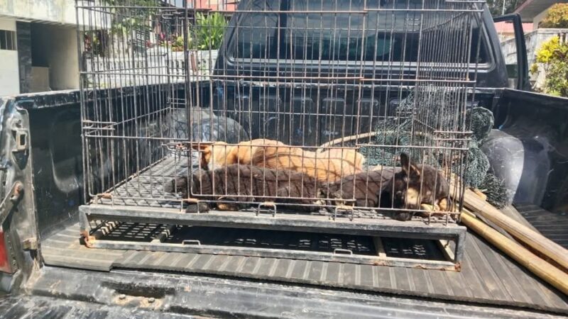 Antisipasi Rabies, Pemko Padang Panjang Amankan Anjing Berkeliaran
