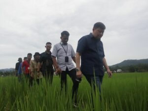 Anggota DPR Alex Indra Lukman Tinjau 'Sawah Bapokok Murah' di Pessel