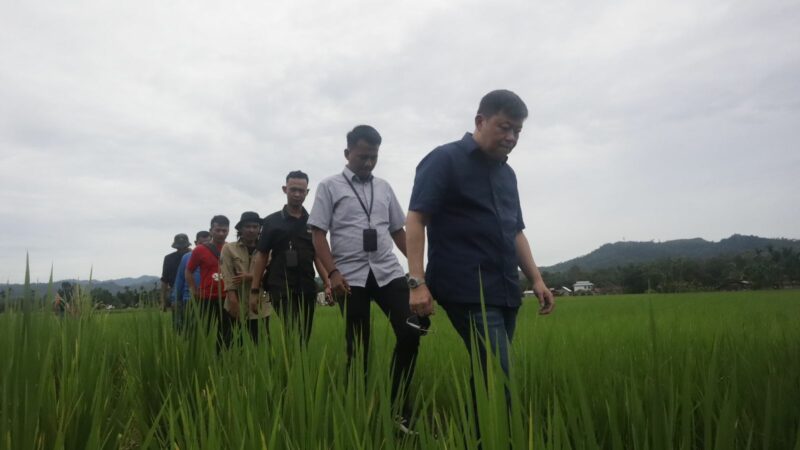 Anggota DPR Alex Indra Lukman Tinjau 'Sawah Bapokok Murah' di Pessel