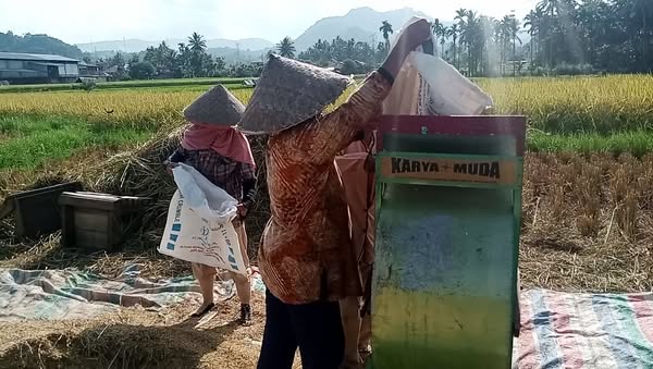 Pasca Kerusakan Ratusan Ha Sawah, Tanah Datar Optimis Produksi Padi Meningkat Tahun 2025