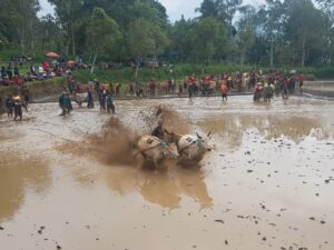 Alek Pacu Jawi, Tradisi Turun Temurun yang Mengangkat Ekonomi Warga di Tanah Datar