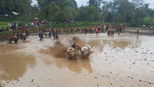 Alek Pacu Jawi, Tradisi Turun Temurun yang Mengangkat Ekonomi Warga di Tanah Datar