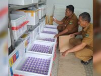 Dinas Peternakan dan Kesehatan Hewan (DPKH) Sumbar mencatat sebanyak 12 daerah di Sumatra Barat terpapar PMK