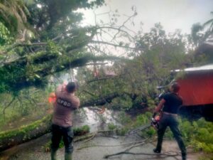 Hujan lebat disertai angin kencang yang melanda Kota Padang pada Sabtu (25/1/2025) menyebabkan pohon tumbang di Jalan Bhayangkara RT 003