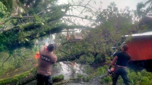 Hujan lebat disertai angin kencang yang melanda Kota Padang pada Sabtu (25/1/2025) menyebabkan pohon tumbang di Jalan Bhayangkara RT 003