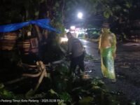 Cuaca Ekstrem Sebabkan 2 Pohon Tumbang di Padang, Timpa Rumah dan Ganggu Akses Jalan